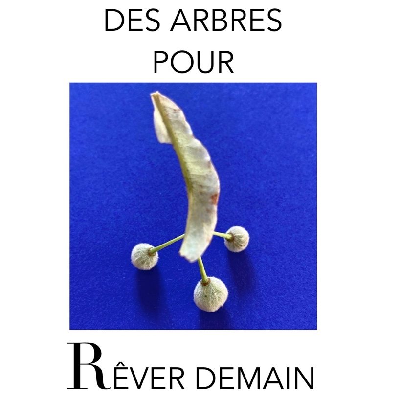 Des arbres pour rêver demain